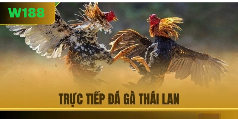 Đá gà Thái Lan đảm bảo tính công bằng và minh bạch trong mỗi trận đấu.